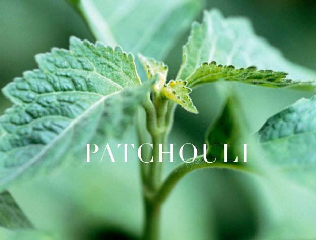 patchuli